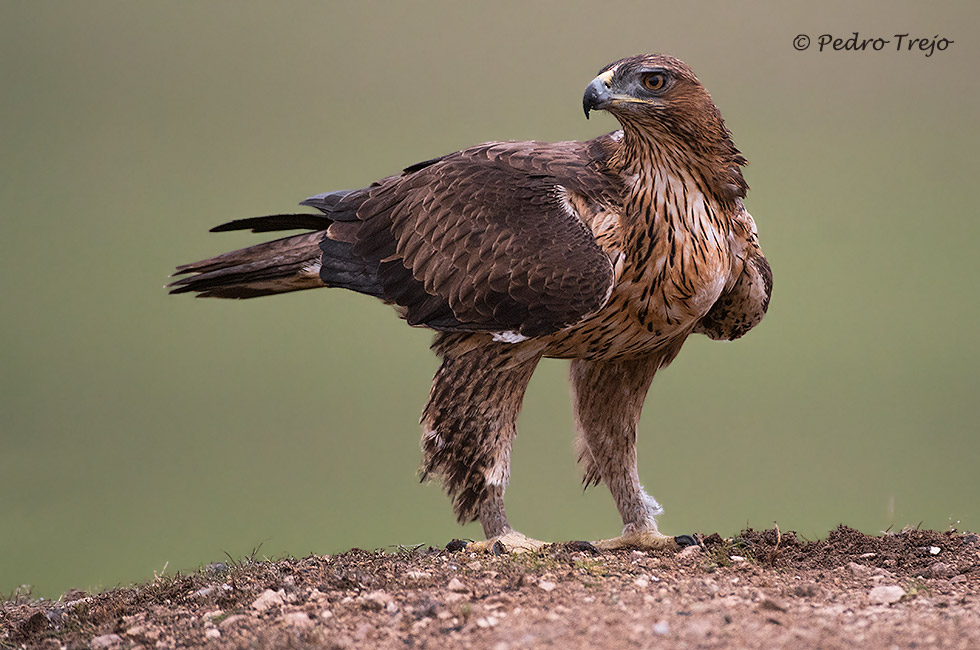 Aguila perdicera (Aquila fasciata)